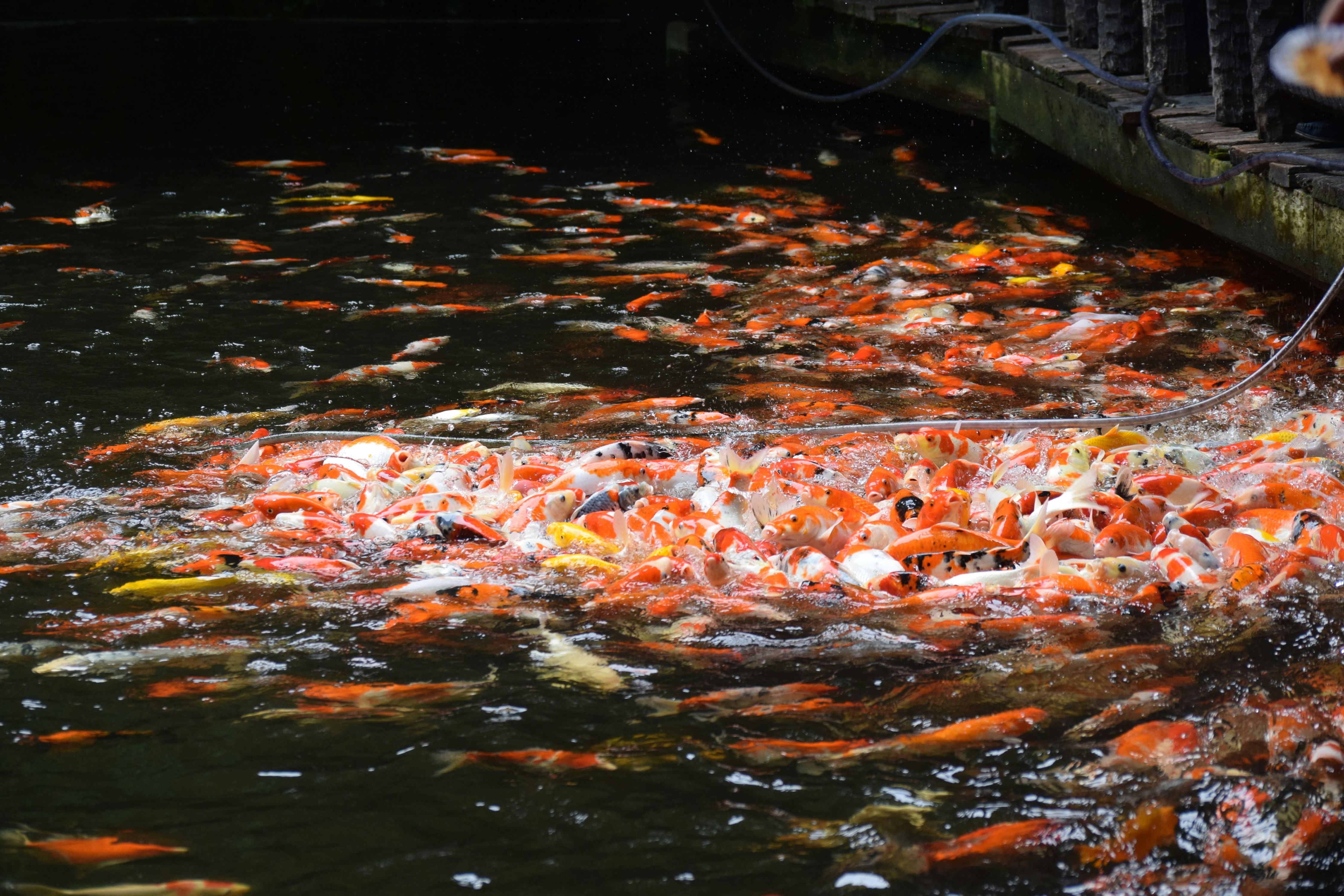 Photo by rajkumar_raju