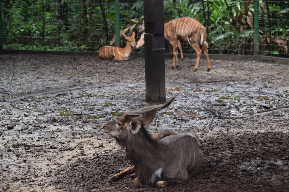 a couple of animals that are standing in the dirt