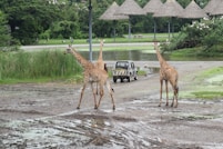 a couple of giraffe standing on top of a dirt field