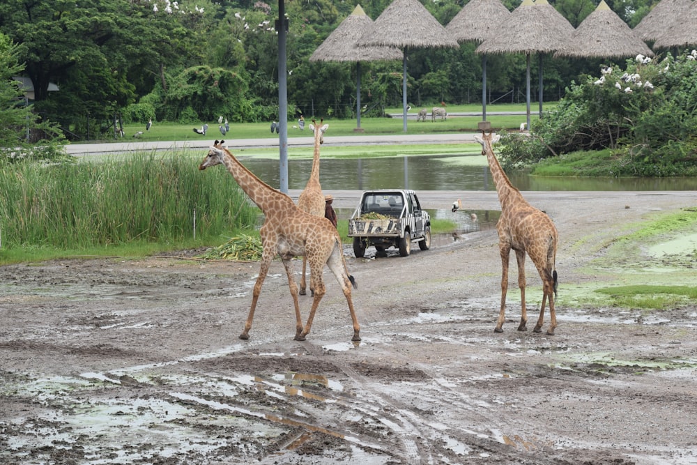 a couple of giraffe standing on top of a dirt field