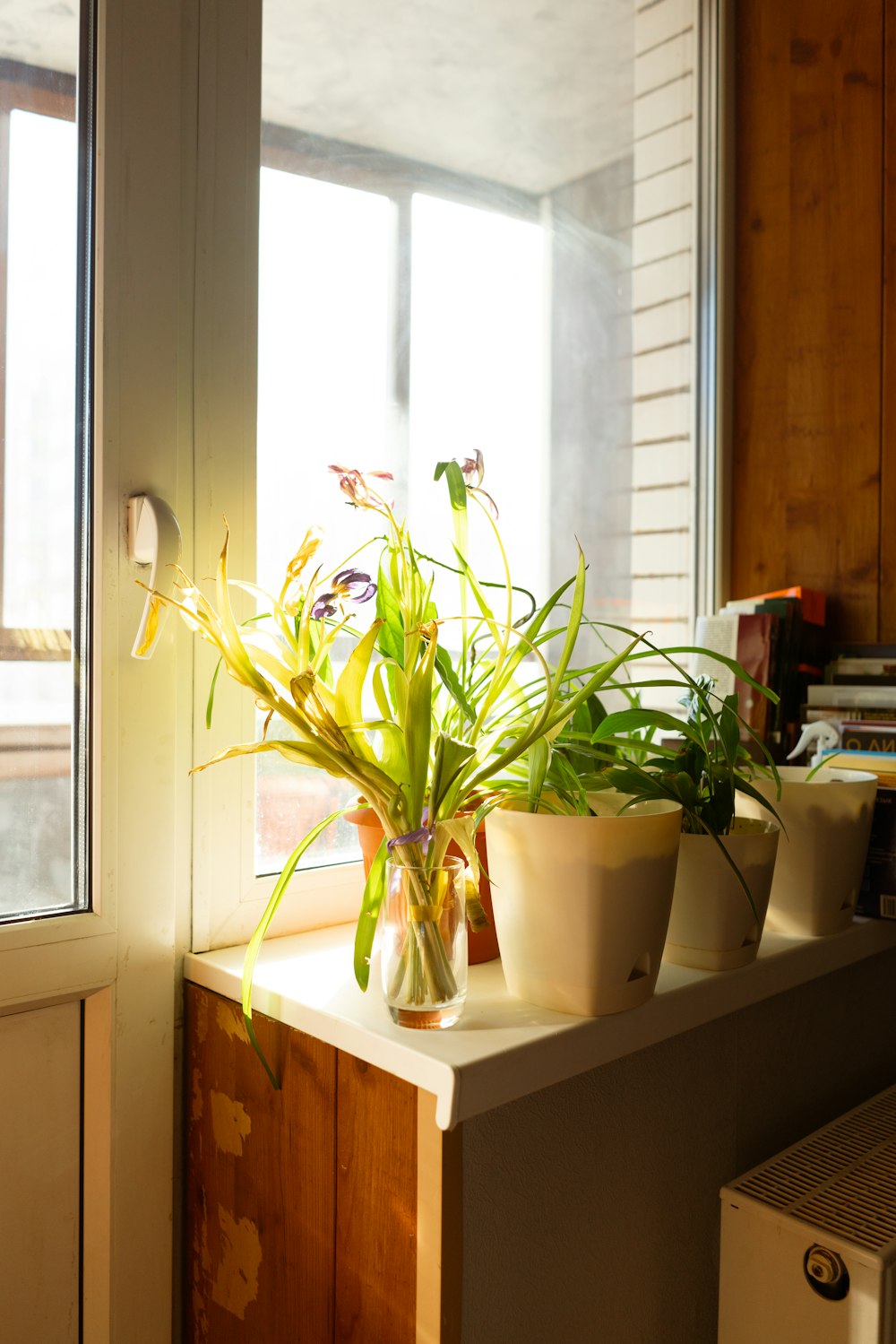 a potted plant sitting on top of a counter next to a window