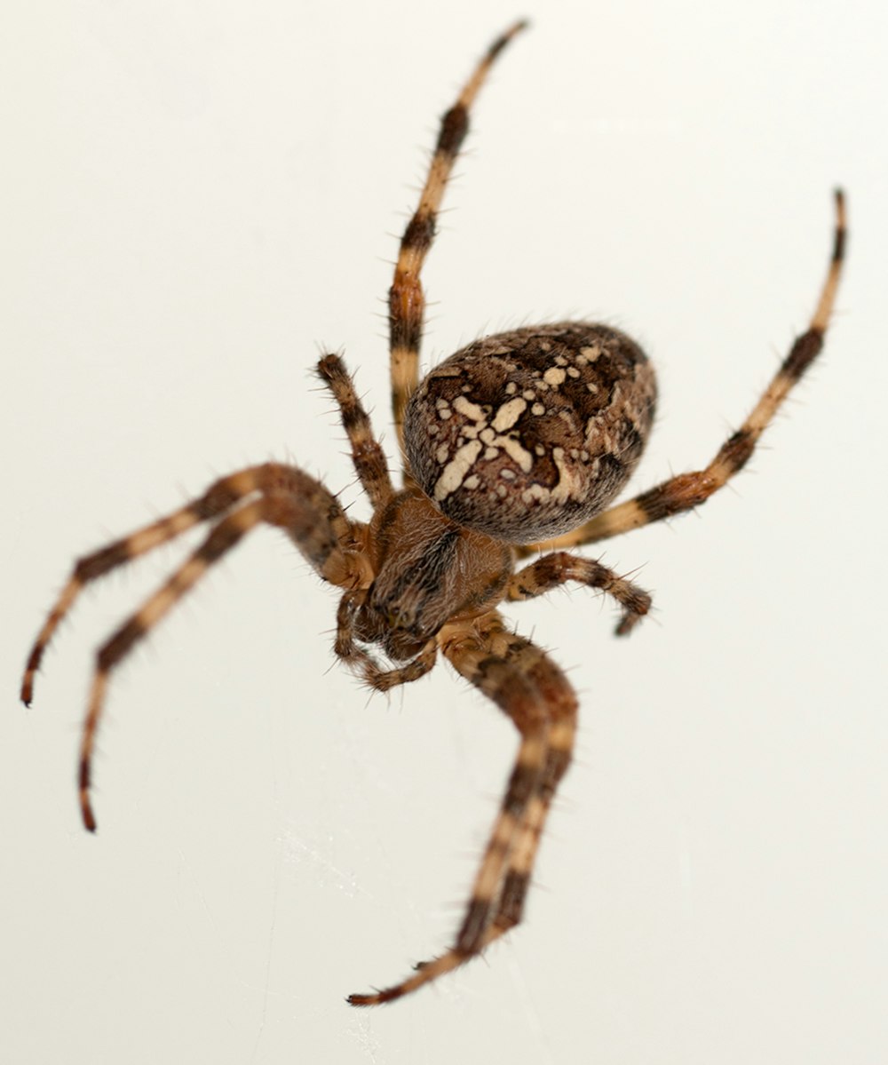 a close up of a spider on a white background