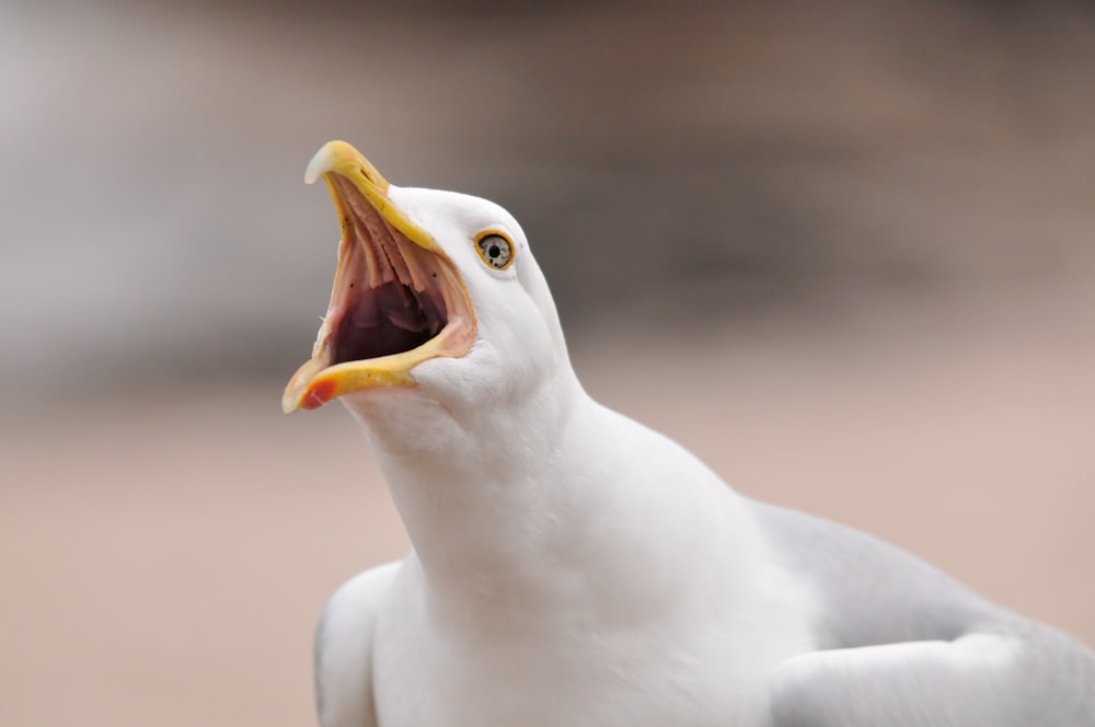 a close up of a bird with its mouth open