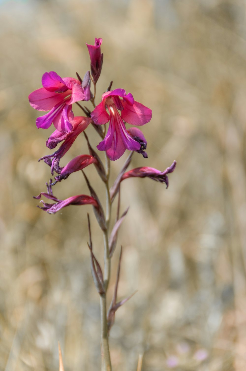 a pink flower with purple petals in a field