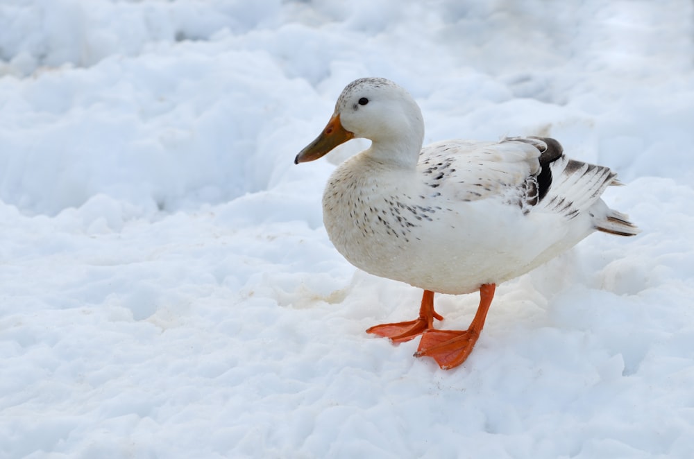 a duck standing in the snow on a sunny day