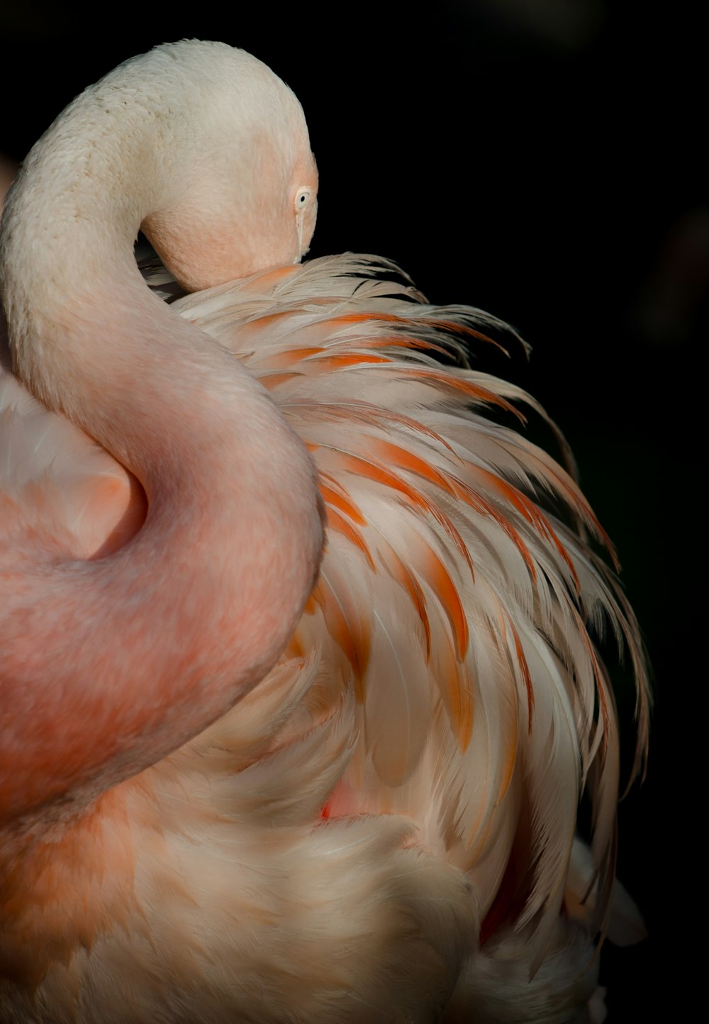 Eine Nahaufnahme eines Flamingos mit schwarzem Hintergrund