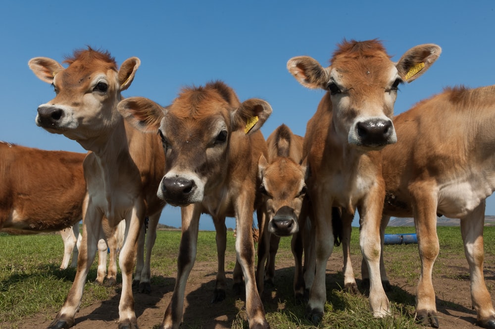 a group of brown cows standing on top of a grass covered field