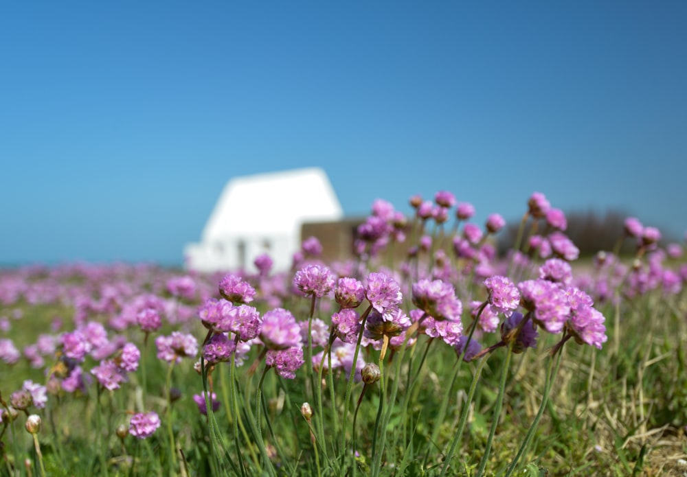 a field of purple flowers with a white house in the background