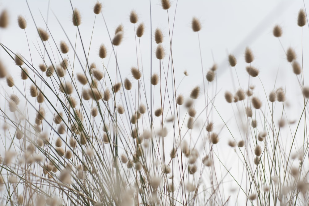 a close up of a bunch of tall grass