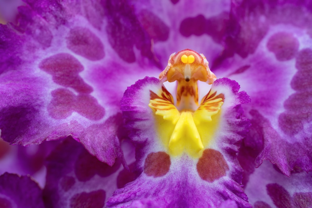 Eine Nahaufnahme einer lila und gelben Blume