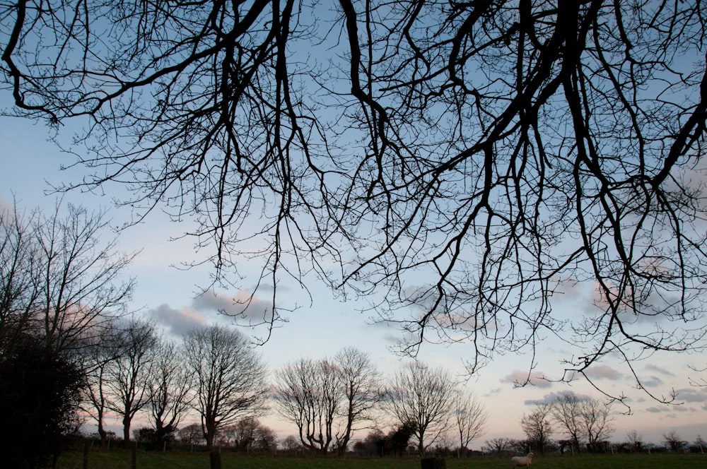 a grassy field with trees and a sky in the background