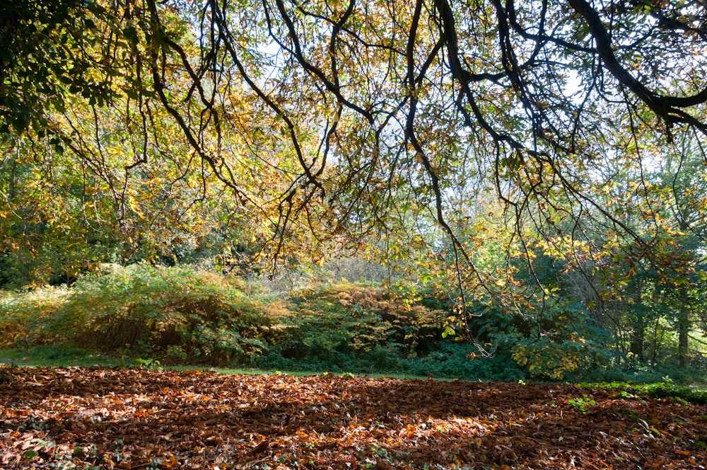 un banc de parc sous un arbre avec des feuilles sur le sol