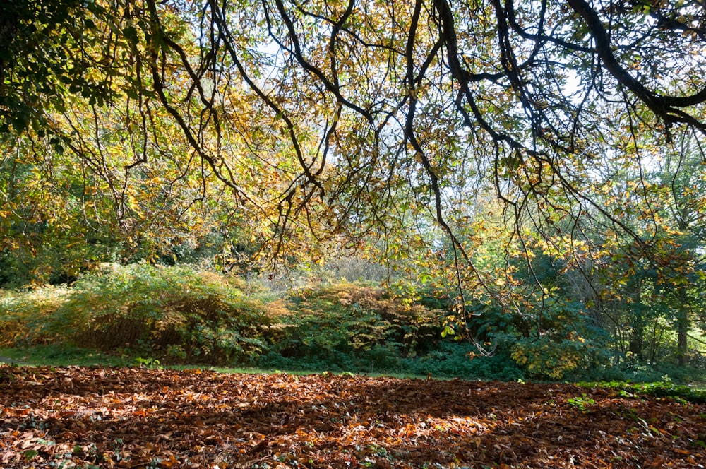 a park bench under a tree with leaves on the ground