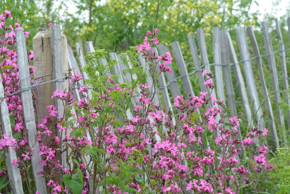 a fence with a bunch of pink flowers next to it