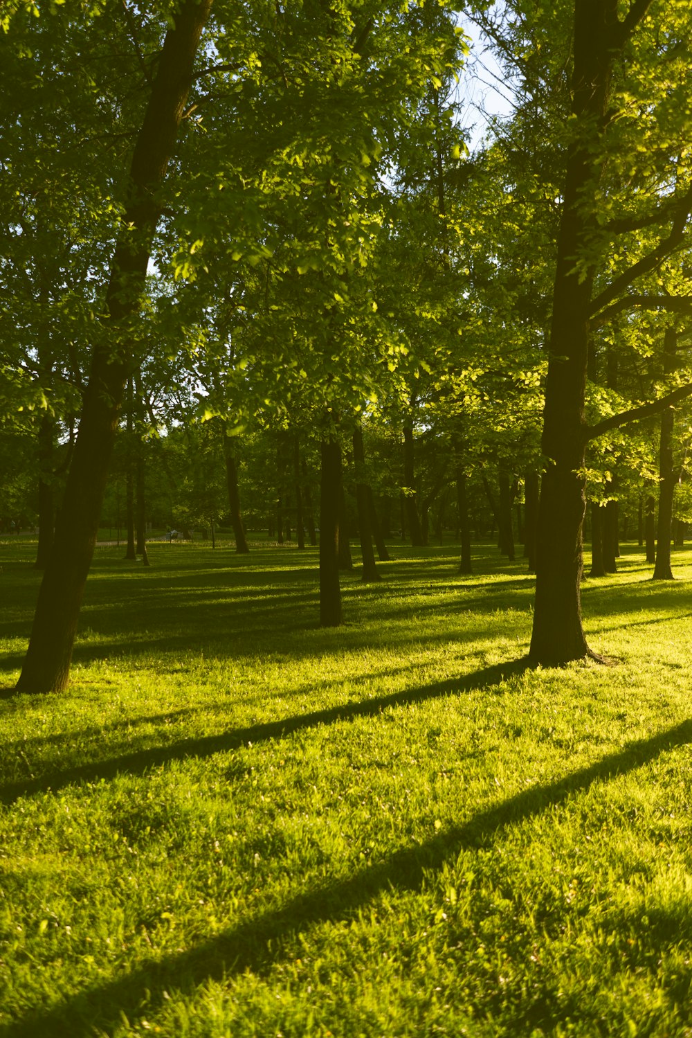 the sun shines through the trees in the park