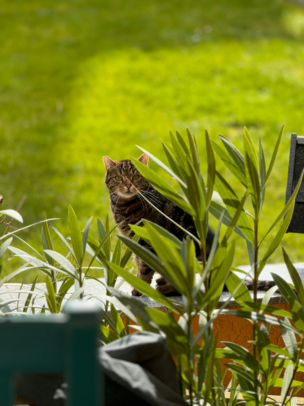 eine Katze, die mitten in einem Garten sitzt