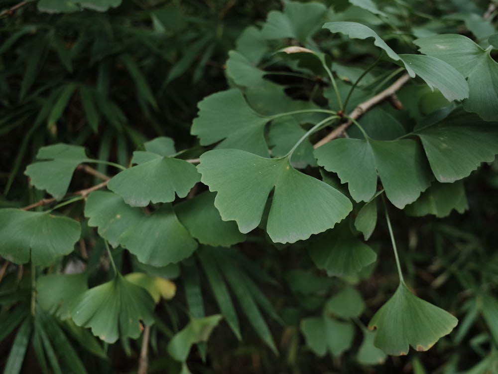 a close up of a green leafy plant