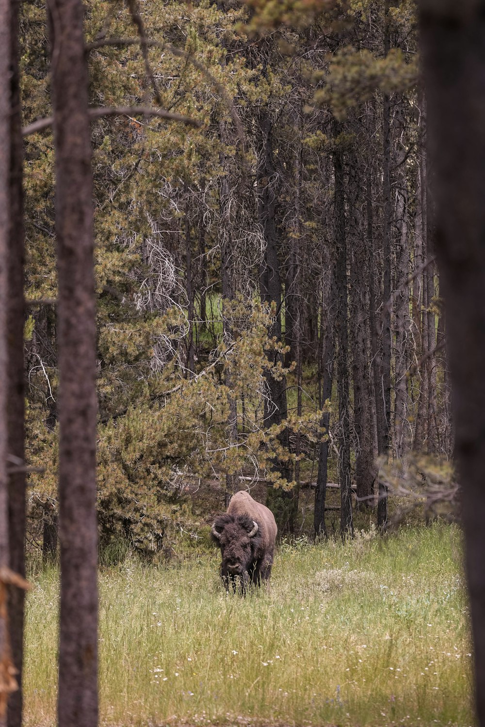 a bison is standing in a field of tall grass