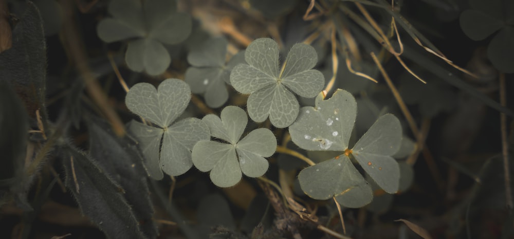 a group of four leaf clovers sitting on top of a tree