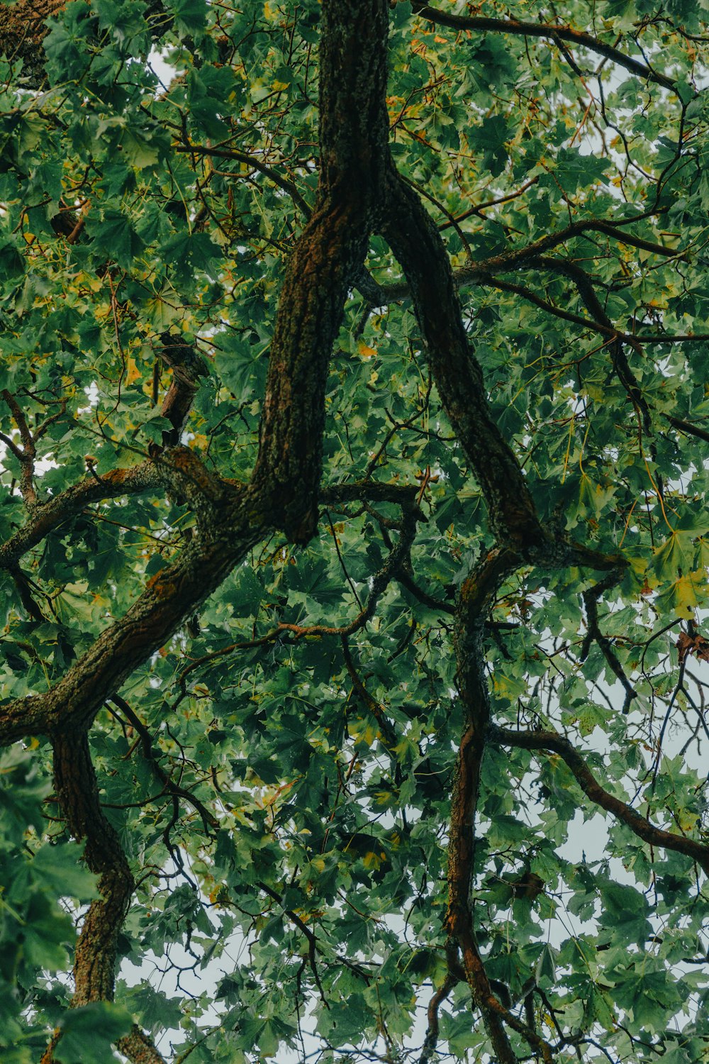 looking up at the branches of a tree