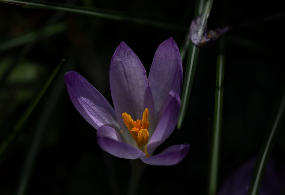 a close up of a purple flower with yellow stamen