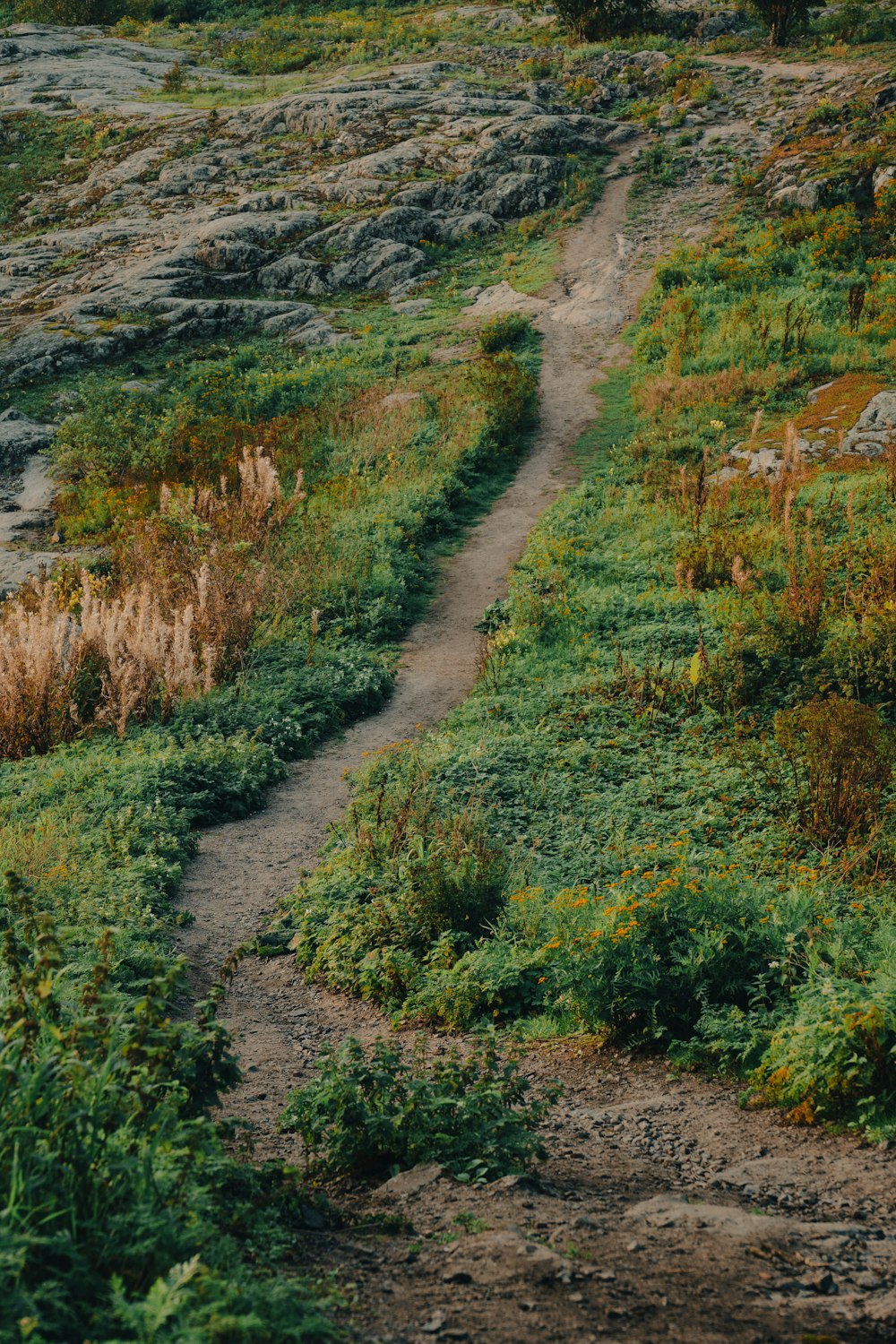 a path in the middle of a lush green field