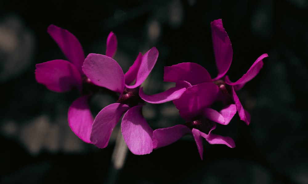 a close up of a purple flower on a black background