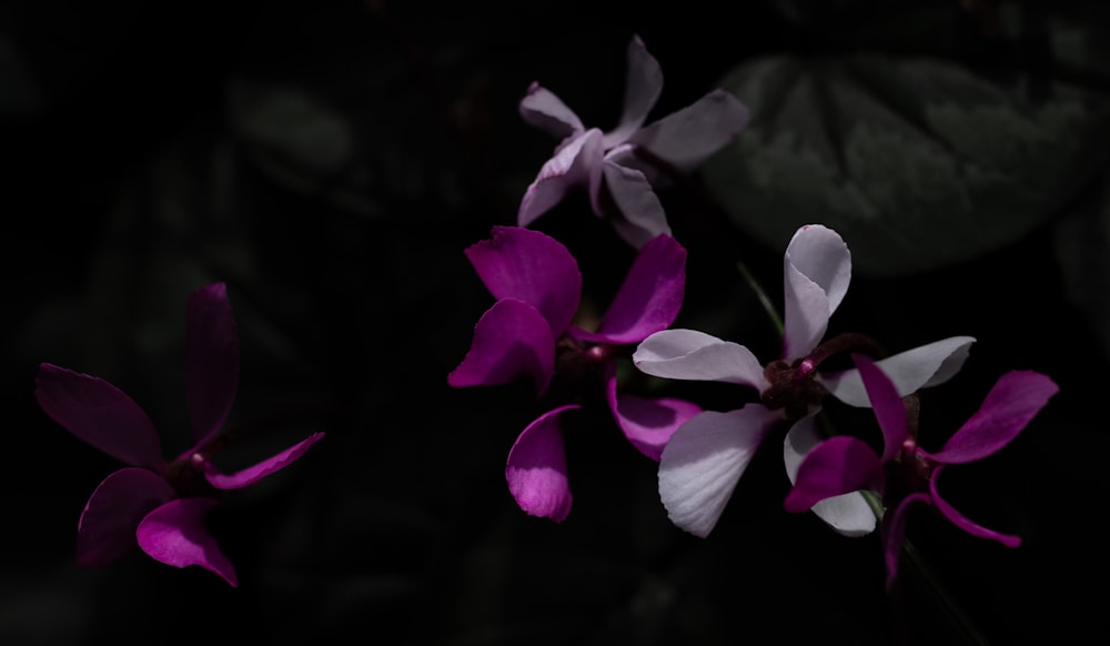 a close up of a purple flower on a black background