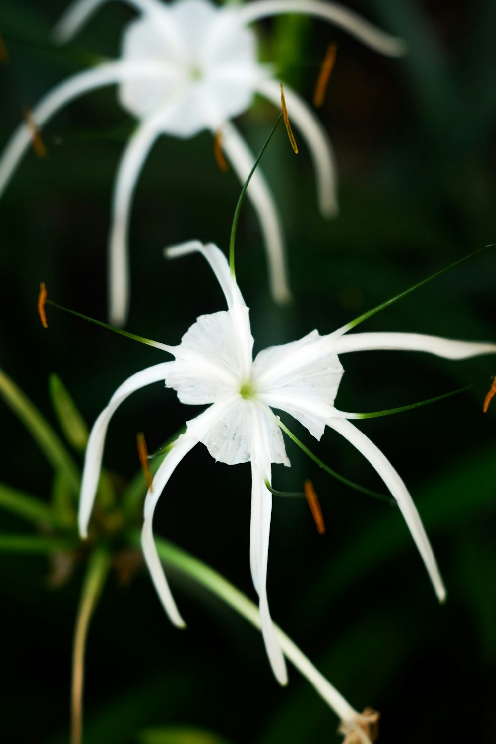 a close up of a white flower on a plant