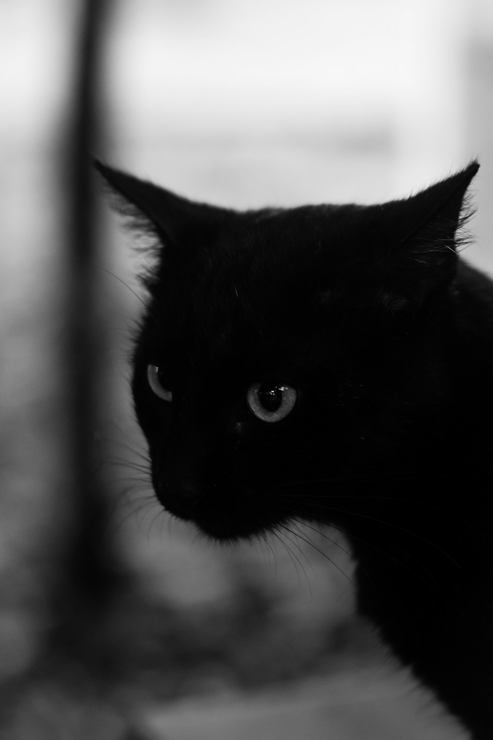 a black cat is staring into the camera