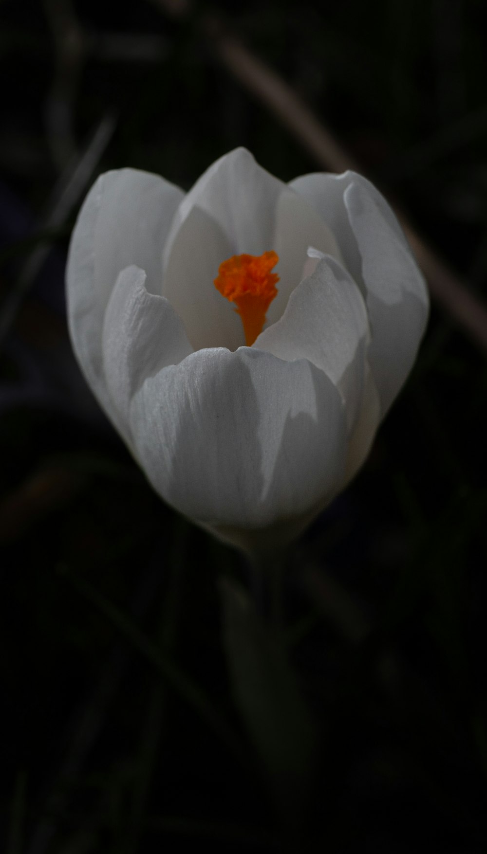 a close up of a white flower with a black background