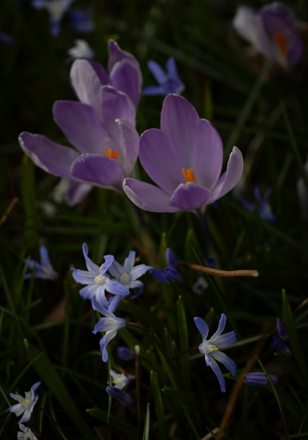 a group of purple flowers sitting on top of a lush green field