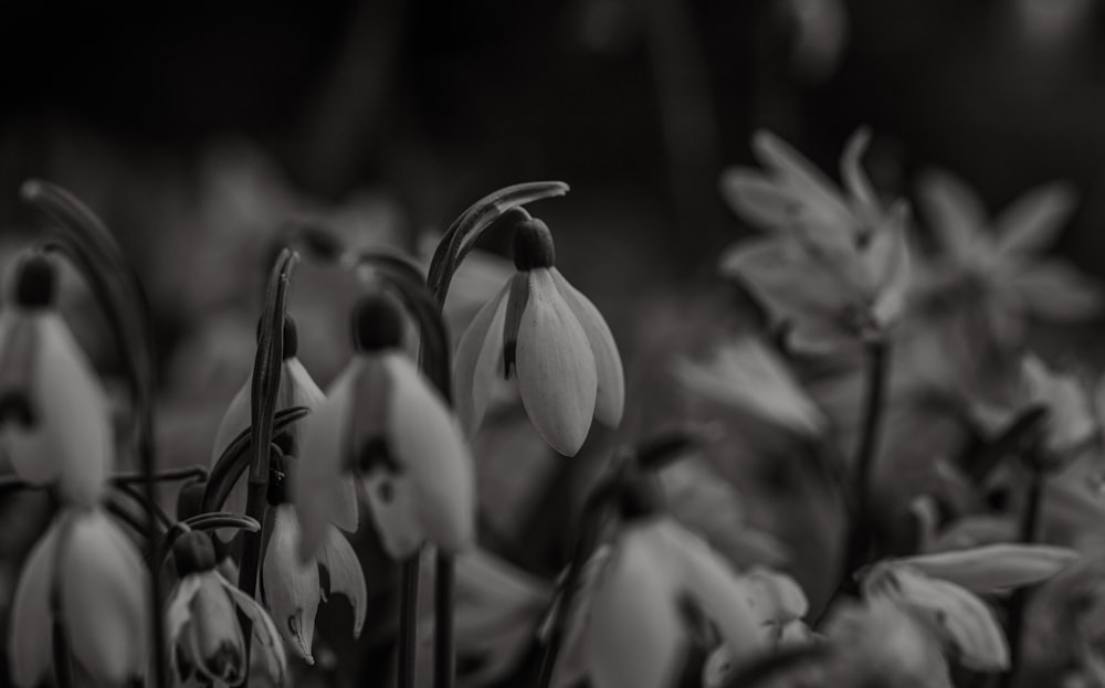 una foto in bianco e nero di un mazzo di fiori