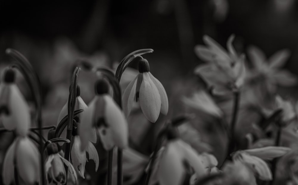 a black and white photo of a bunch of flowers