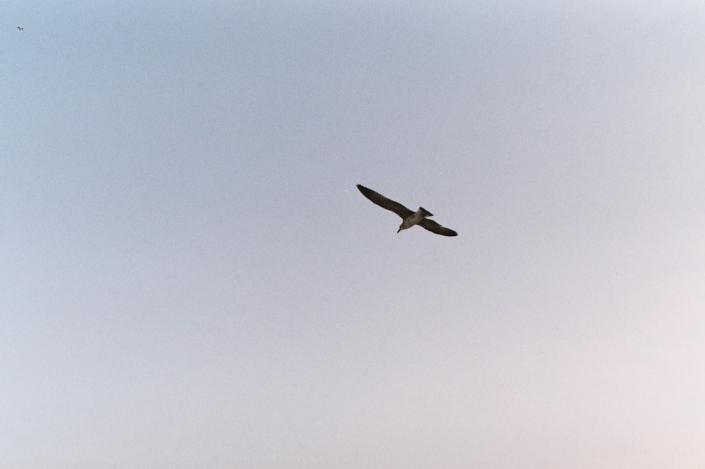 a large bird flying through a blue sky