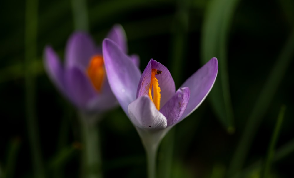 a close up of two purple flowers with green leaves in the background
