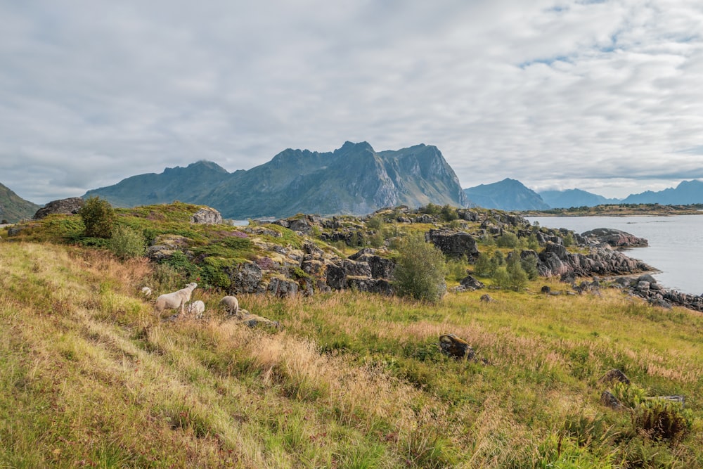 a grassy hill with a body of water in the background