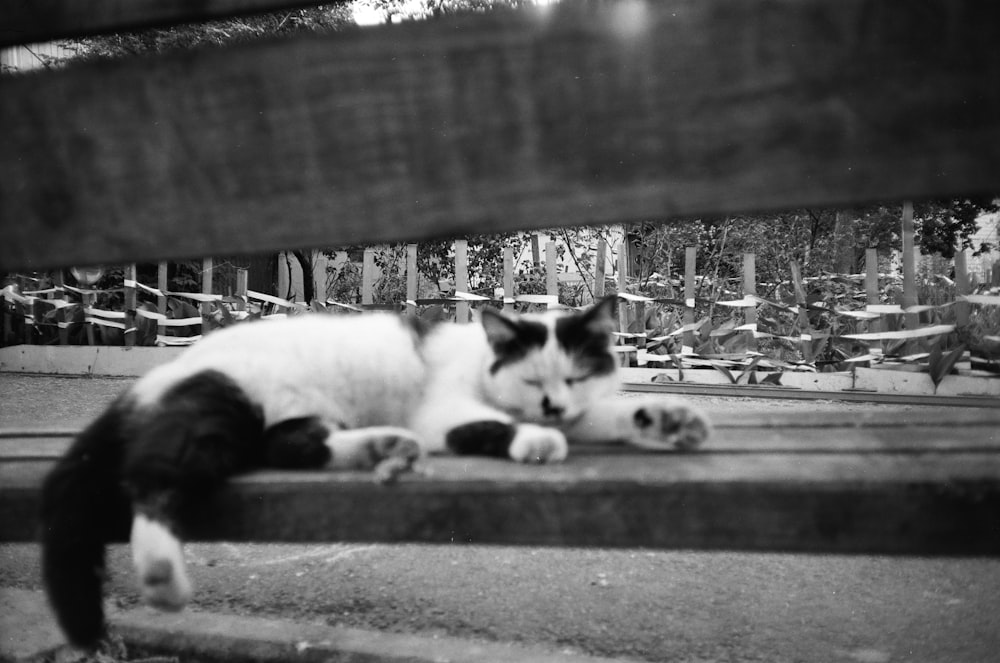 a black and white cat laying on the ground