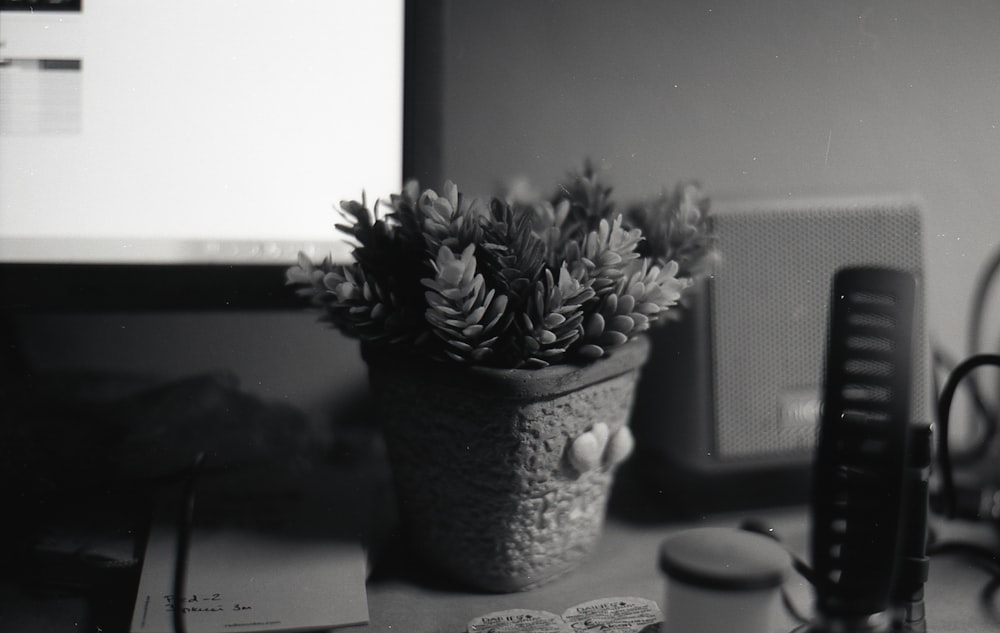 a potted plant sitting on top of a desk