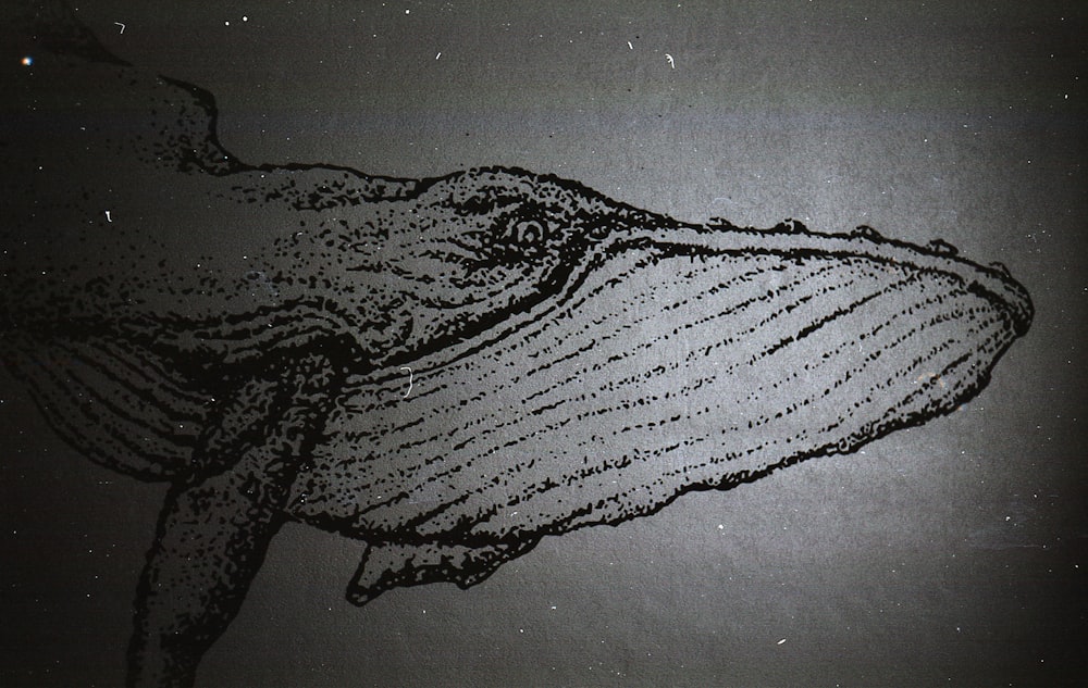 a drawing of a whale's tail in black and white