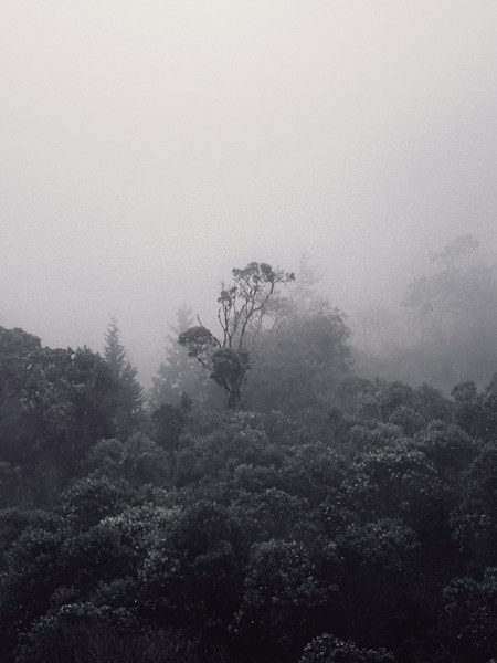 Cloud Forests: Misty Mountain Ecosystems