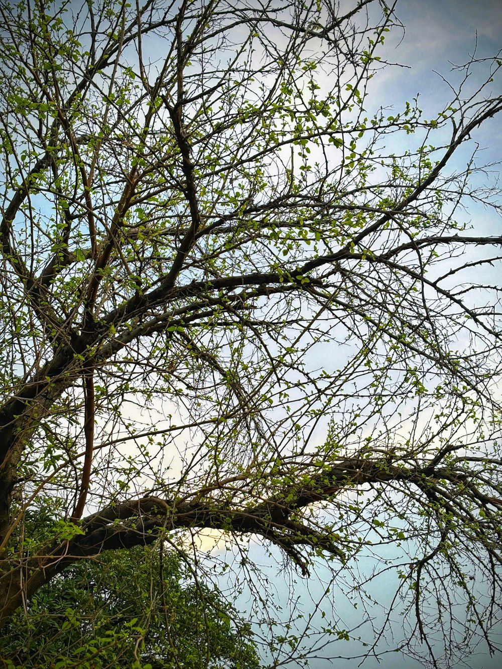 a tree with no leaves and no leaves on it