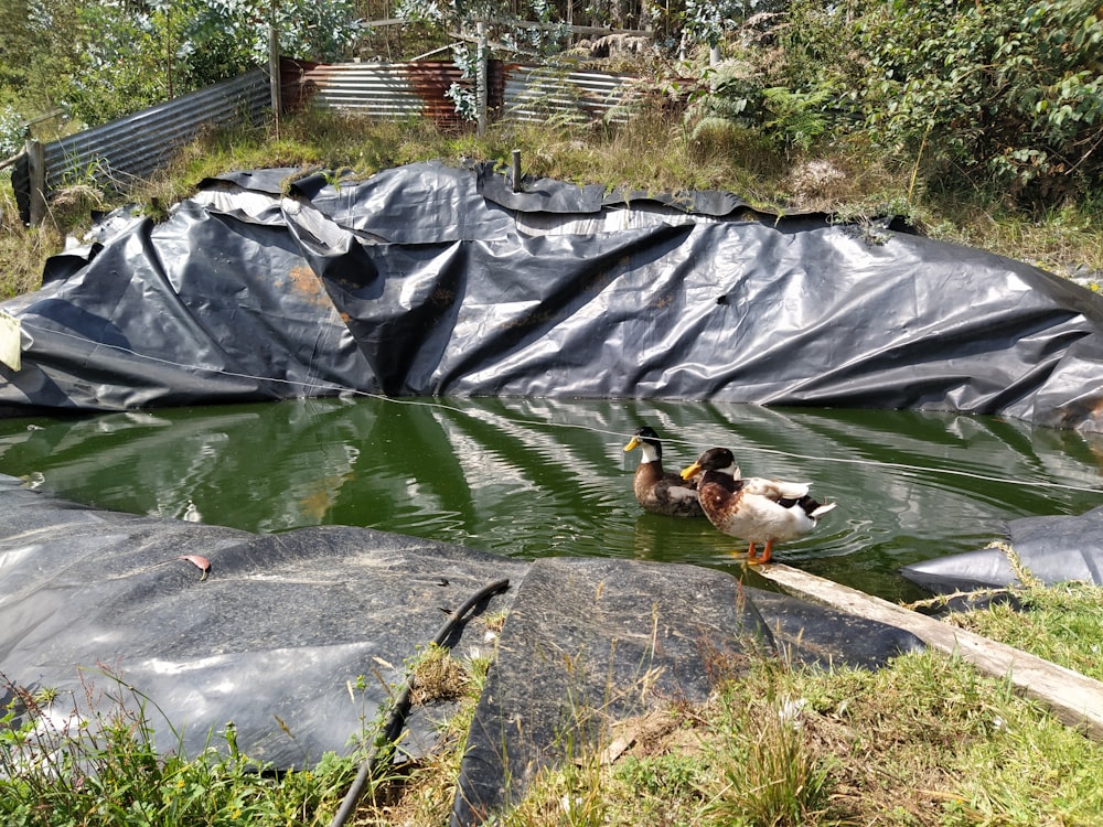 a couple of ducks are swimming in a pond