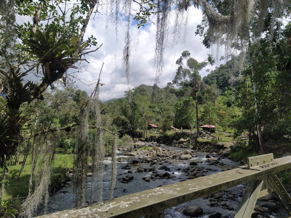 a river running through a lush green forest