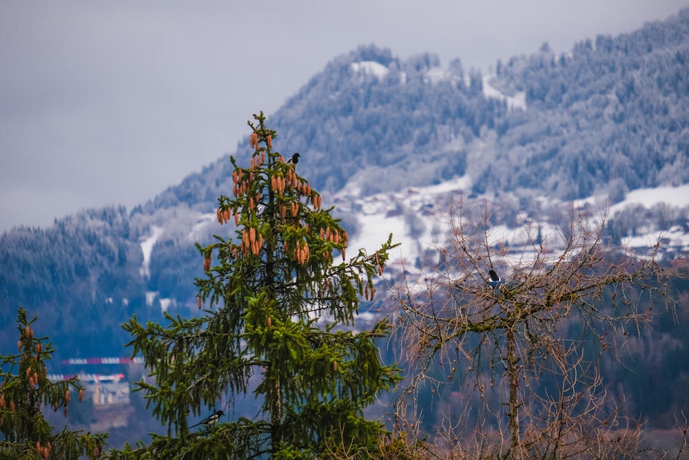 a bird sitting on top of a tree next to a snow covered mountain