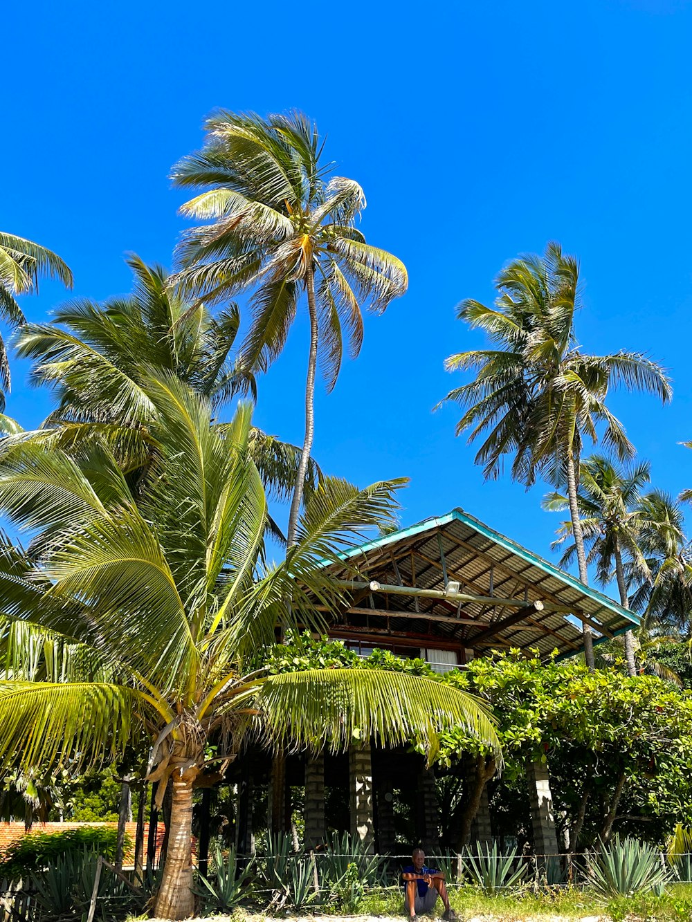 a house with a palm tree in front of it