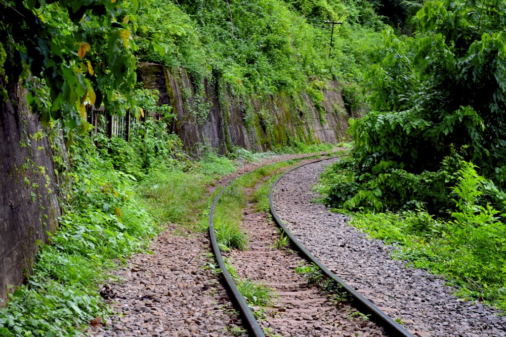 a train track running through a lush green forest