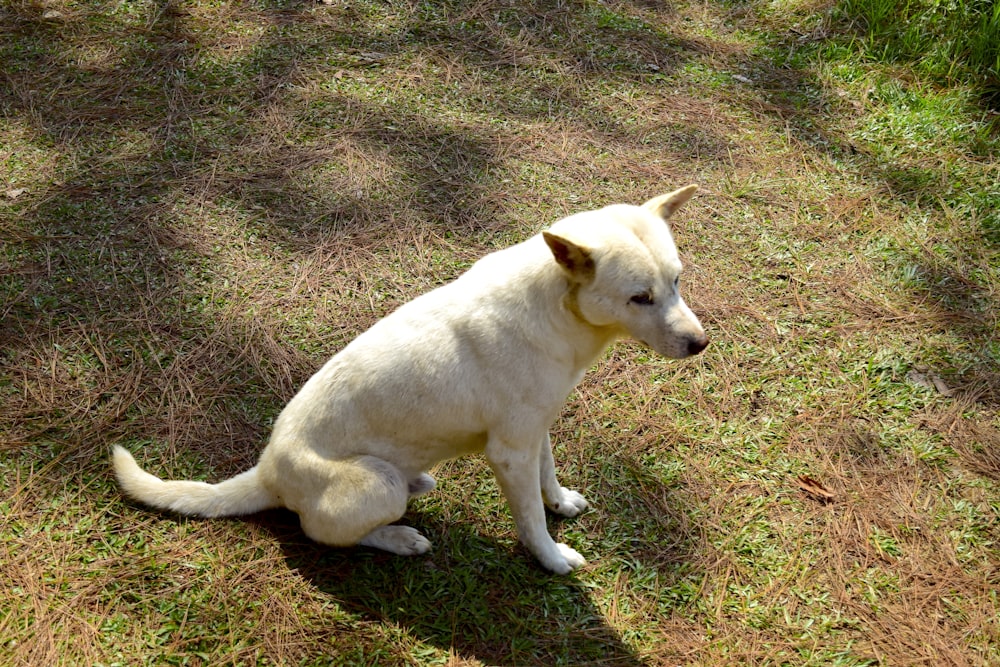 a white dog sitting on top of a grass covered field