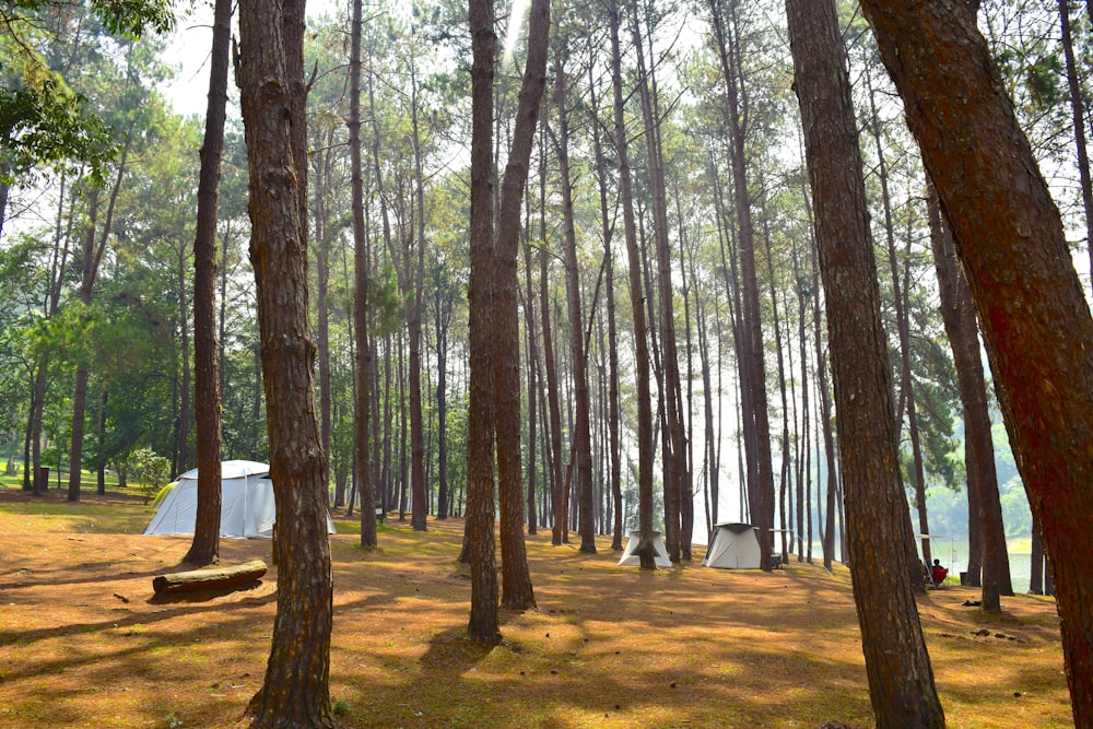 a tent in the middle of a pine forest