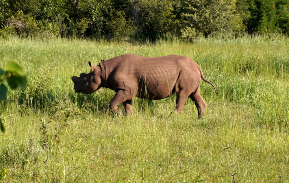 a rhino standing in a field of tall grass
